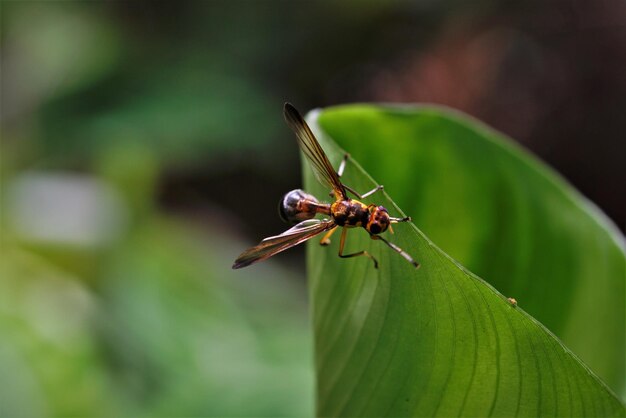 Close-up of insect on leaf