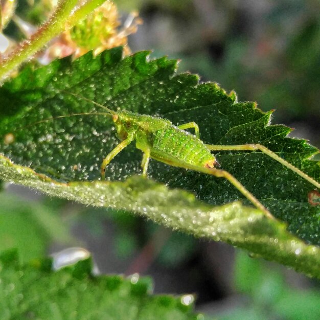 Foto prossimo piano di un insetto sulla foglia