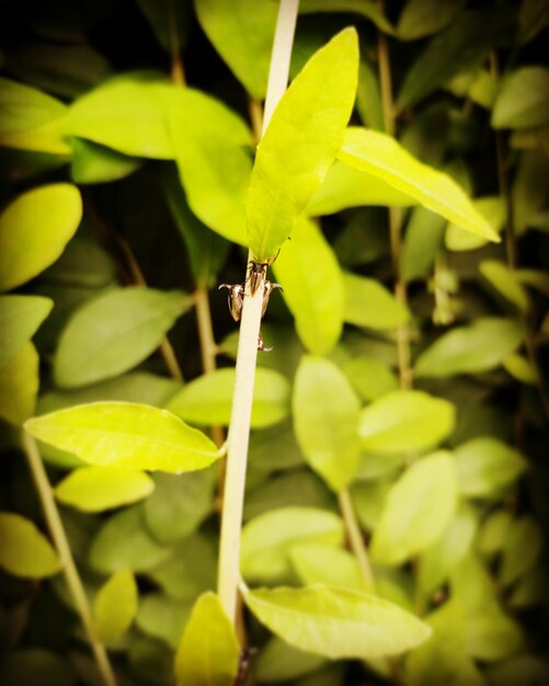 Close-up of insect on leaf