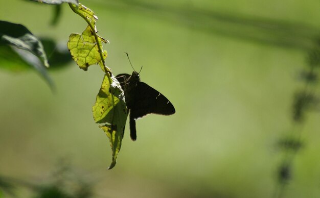 Close-up of insect on leaf