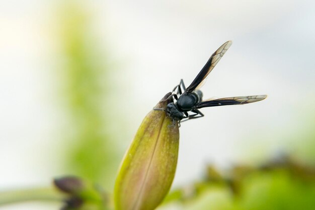 Photo close-up of insect on leaf