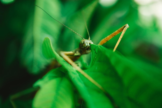 Photo close-up of insect on leaf