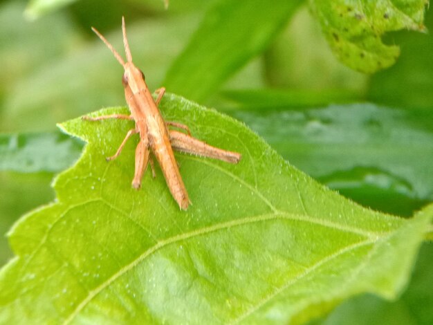 Close-up of insect on leaf