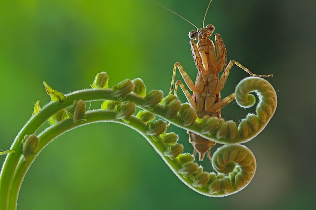 Foto prossimo piano di un insetto sulla foglia