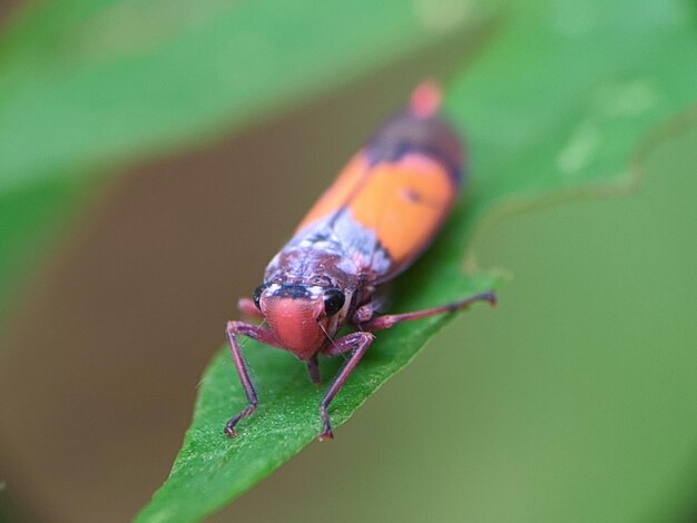 Close-up of insect on leaf