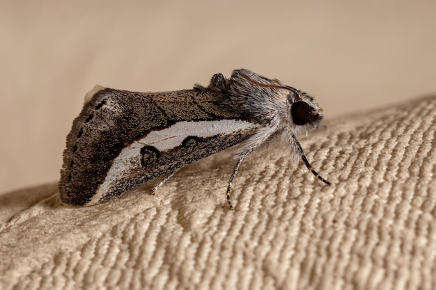 Photo close-up of insect on leaf