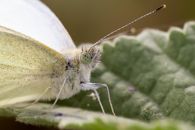 Foto prossimo piano di un insetto sulla foglia