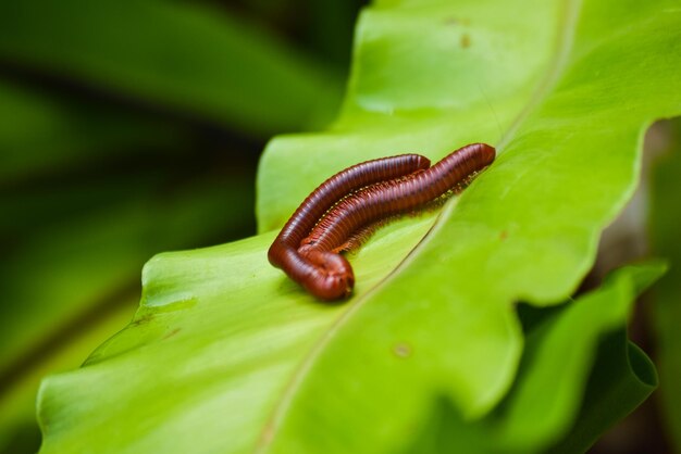 Photo close-up of insect on leaf