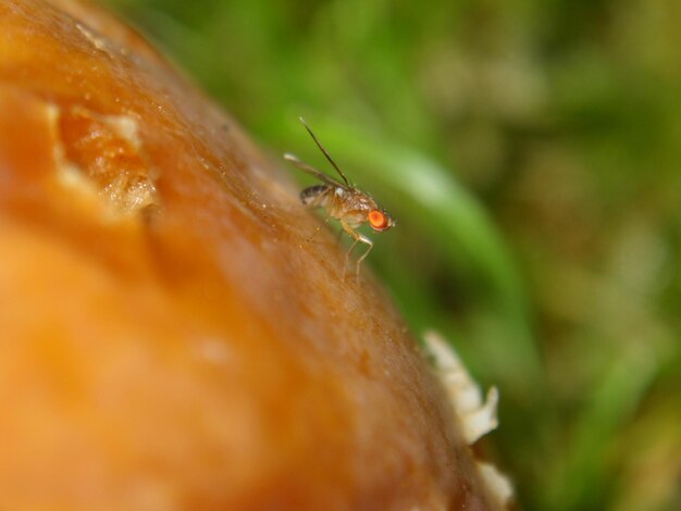 Close-up of insect on leaf