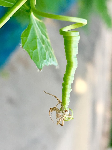 Foto prossimo piano di un insetto sulla foglia