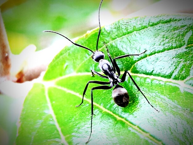 Close-up of insect on leaf