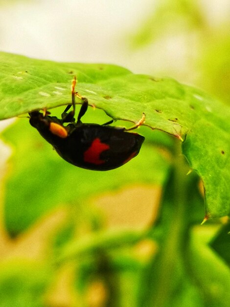 Close-up of insect on leaf