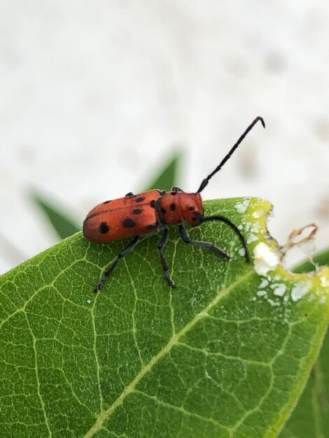 Close-up of insect on leaf