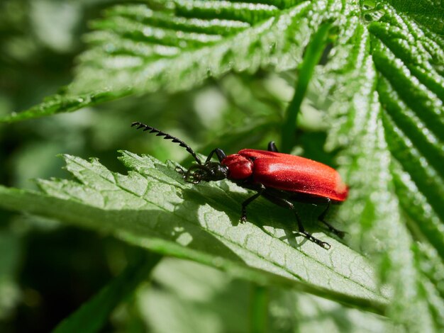 Photo close-up of insect on leaf