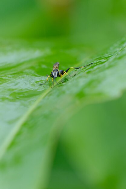 Close-up of insect on leaf