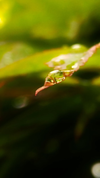 Foto prossimo piano di un insetto sulla foglia