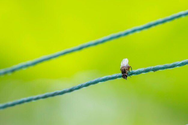 Close-up of insect on leaf