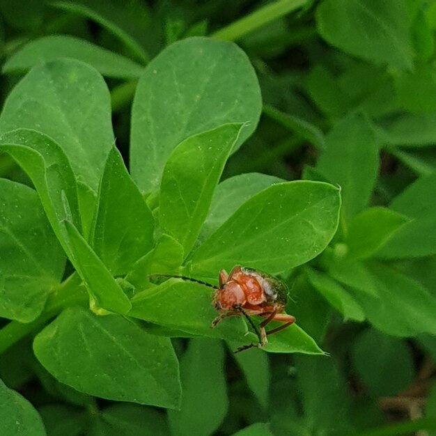 Close-up of insect on leaf