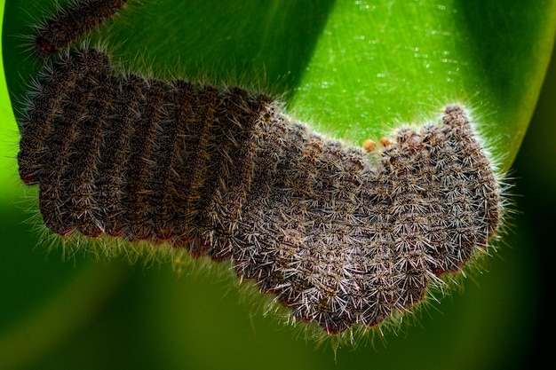 Photo close-up of insect on leaf