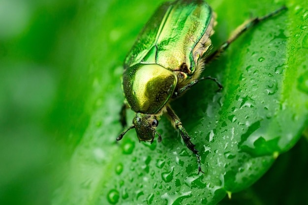 Photo close-up of insect on leaf