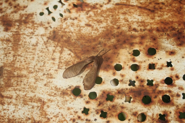 Foto prossimo piano di un insetto sulla foglia