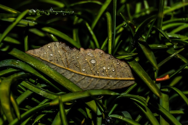 Photo close-up of insect on leaf