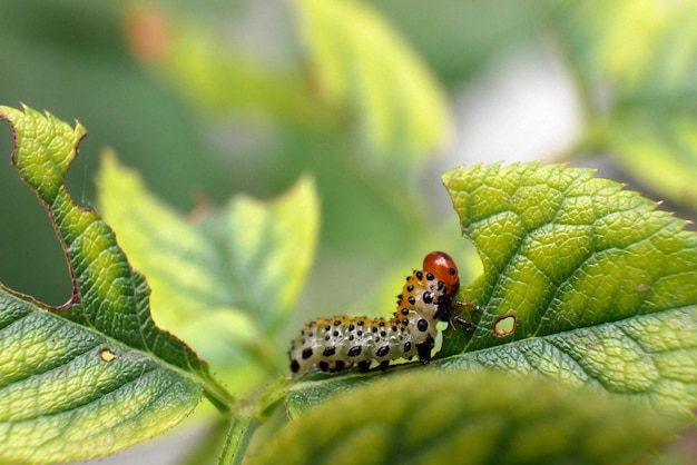 Photo close-up of insect on leaf