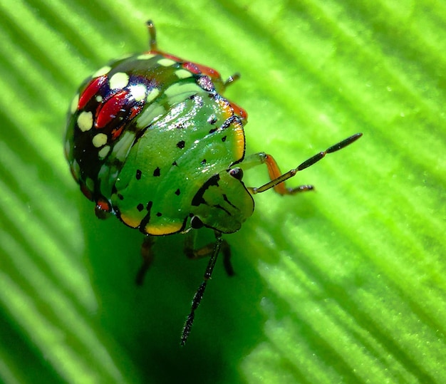 Photo close-up of insect on leaf