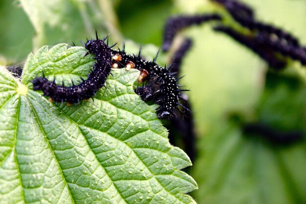 Close-up of insect on leaf