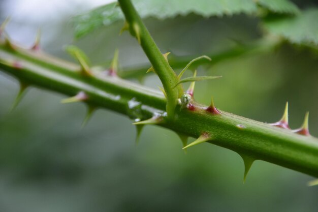 Close-up of insect on leaf