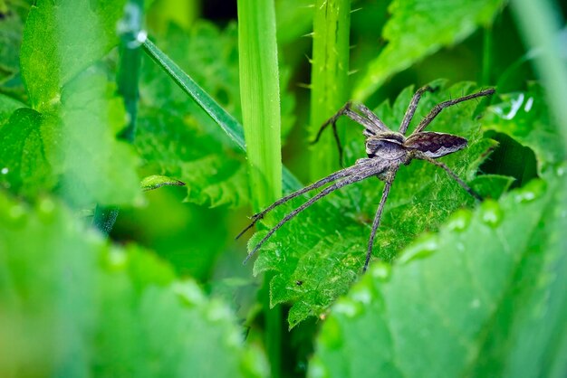 Close-up of insect on leaf