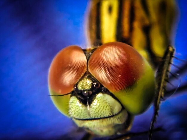 Close-up of insect on leaf