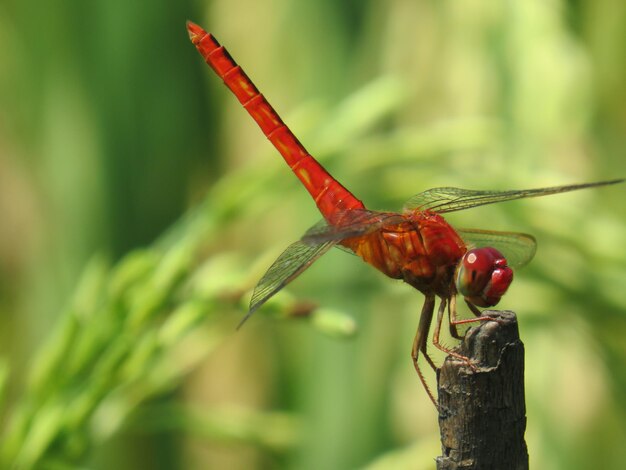 Close-up of insect on leaf