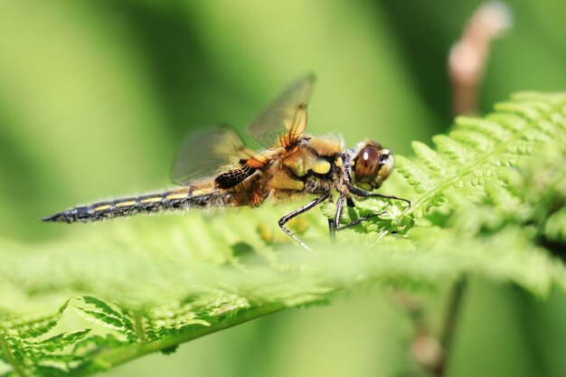 Close-up of insect on leaf