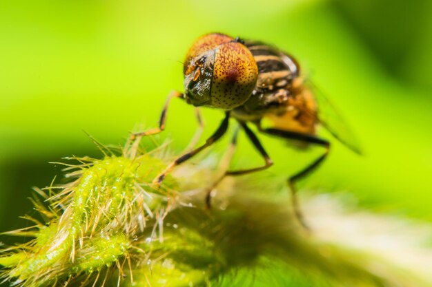 Close-up of insect on leaf