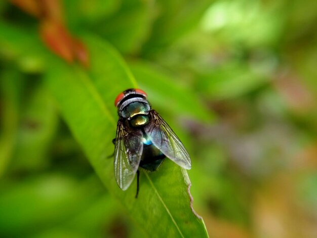 Close-up of insect on leaf