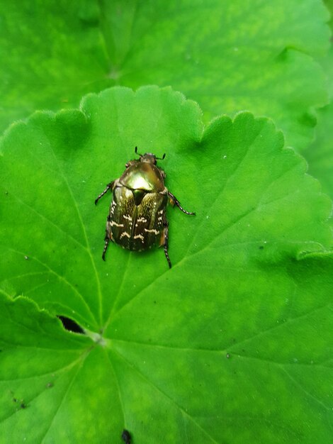 Close-up of insect on leaf