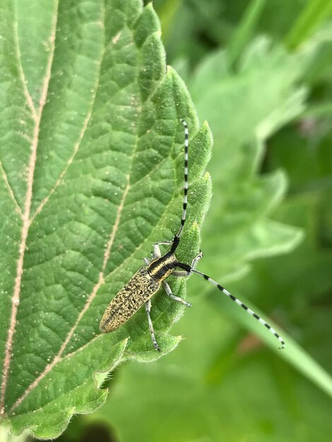 Close-up of insect on leaf