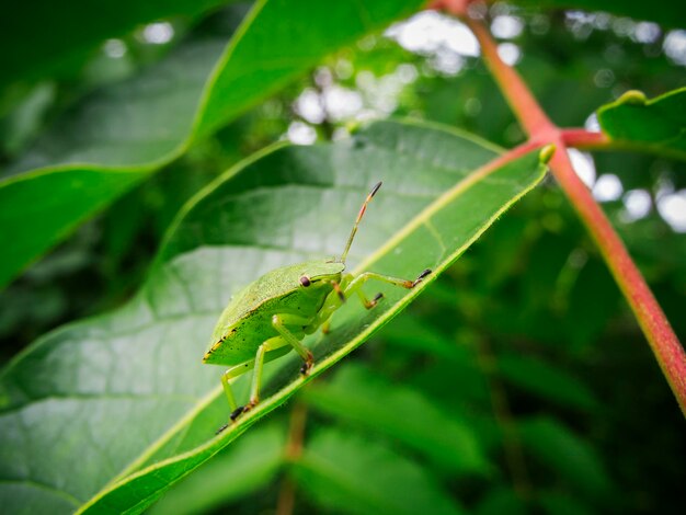 Close-up of insect on leaf