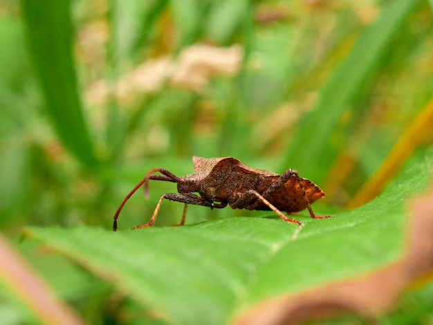 葉の上の昆虫のクローズアップ