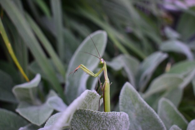 Photo close-up of insect on leaf