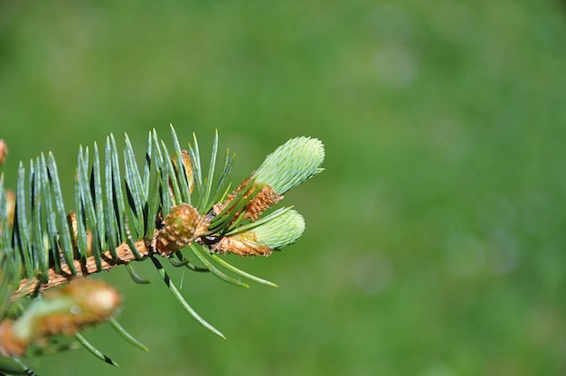 Foto prossimo piano di un insetto sulla foglia