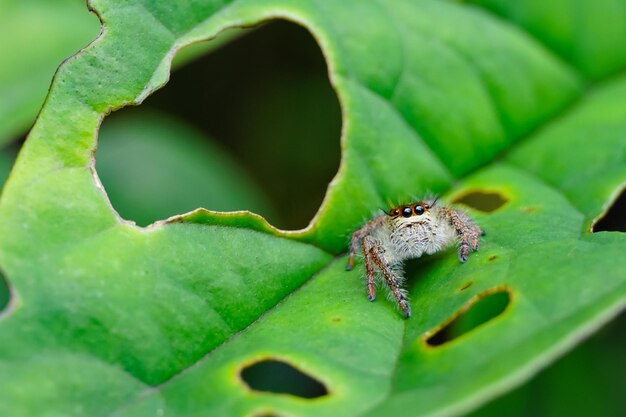 Close-up of insect on leaf