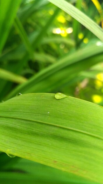 Close-up of insect on leaf