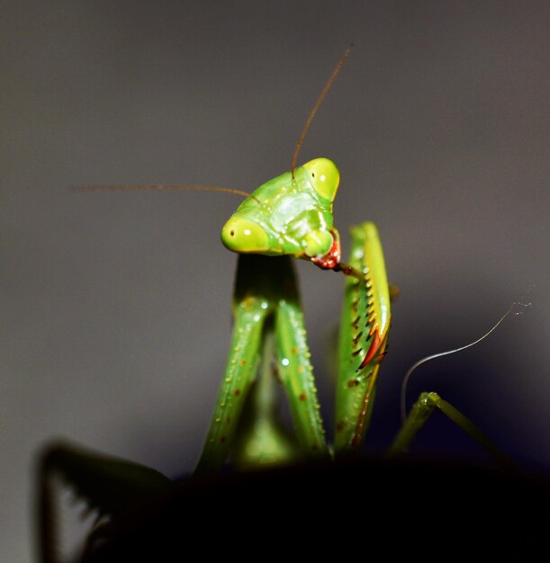 Foto prossimo piano di un insetto sulla foglia