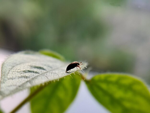 Photo close-up of insect on leaf