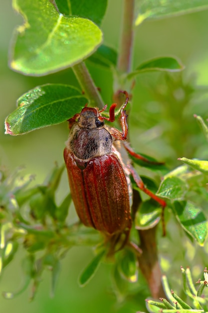 Photo close-up of insect on leaf