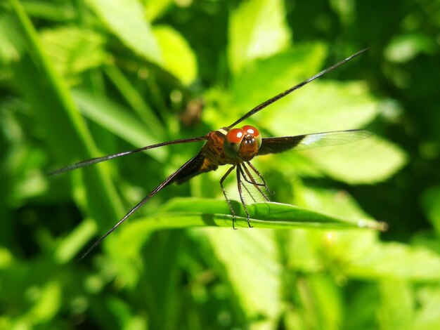 Close-up of insect on leaf