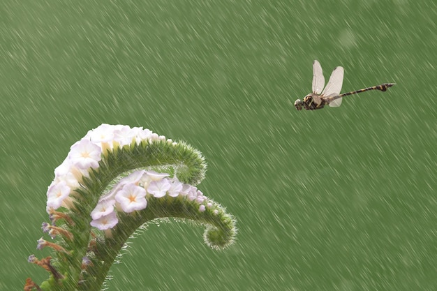 Photo close-up of insect on leaf