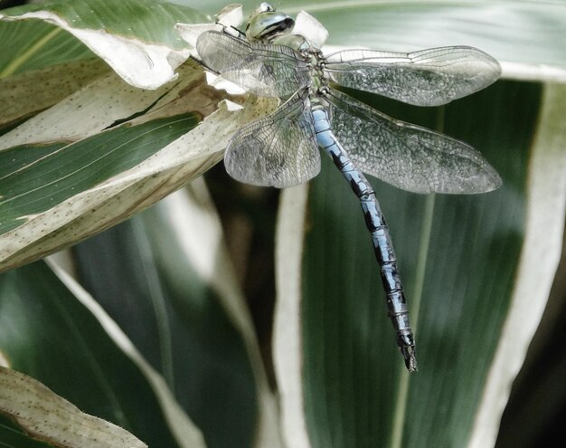 Foto prossimo piano di un insetto sulla foglia